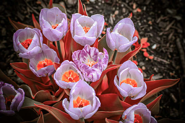 Pella 14 Photography Art | Photos By Regan