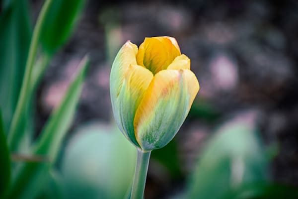 Pella 18 Photography Art | Photos By Regan