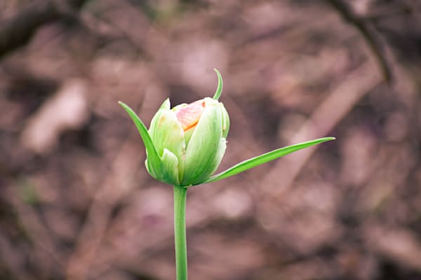 Pella 23 Photography Art | Photos By Regan