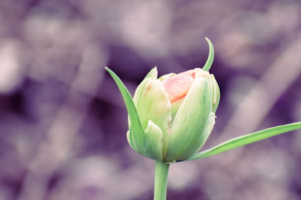 Pella 22 Photography Art | Photos By Regan