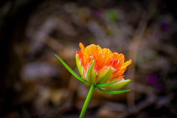 Pella 21 Photography Art | Photos By Regan