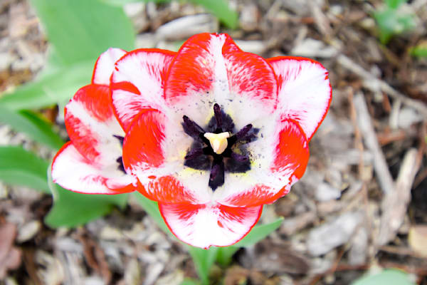 Pella 27 Photography Art | Photos By Regan