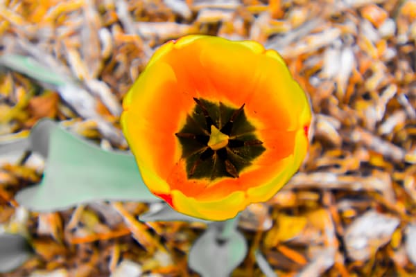 Pella 26 Photography Art | Photos By Regan