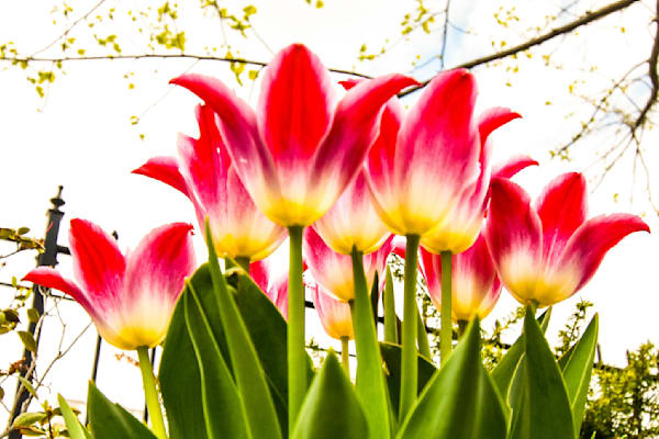 Pella 25 Photography Art | Photos By Regan