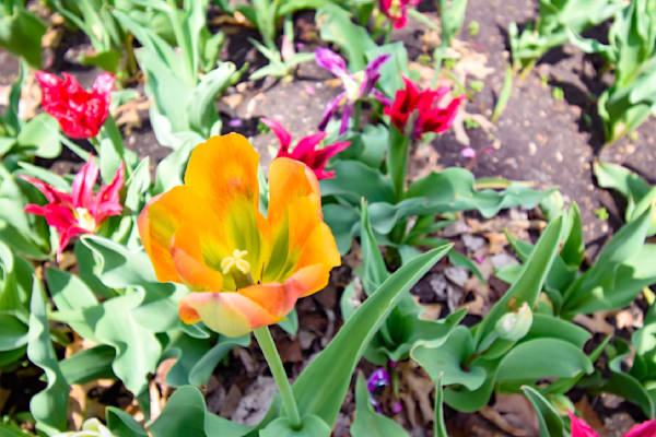 Pella 30 Photography Art | Photos By Regan