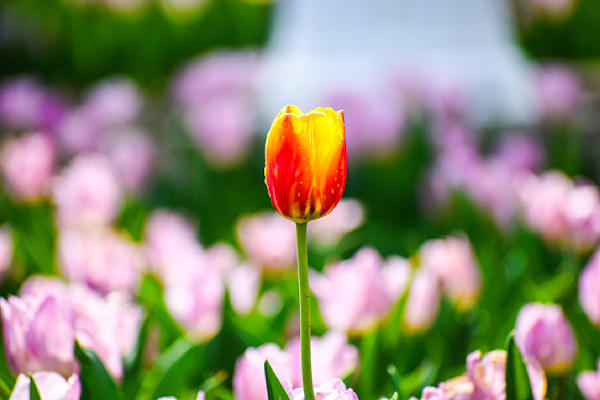 Pella 39 Photography Art | Photos By Regan