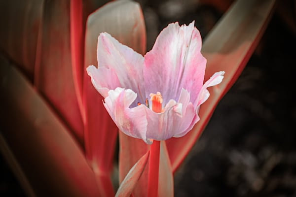 Pella 38 Photography Art | Photos By Regan