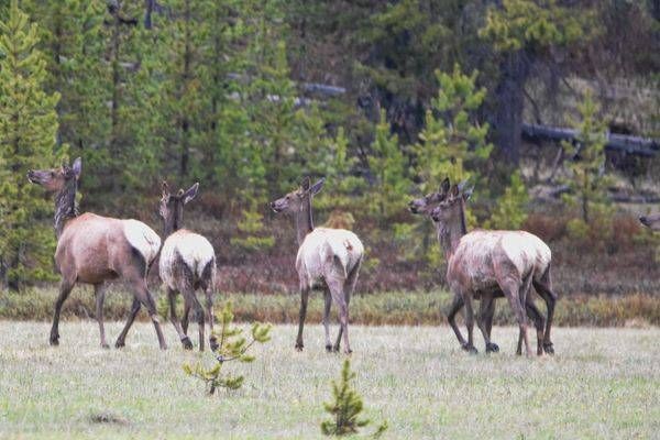 Yellowstone3 28 Photography Art | Photos By Regan