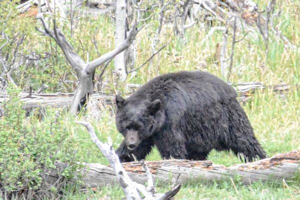 Yellowstone3 42 Photography Art | Photos By Regan