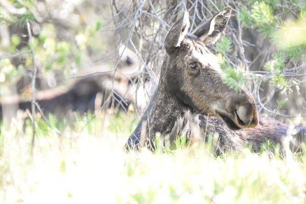 Yellowstone4 164 Photography Art | Photos By Regan