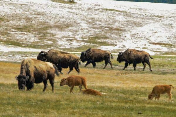 Yellowstone4 10 Photography Art | Photos By Regan