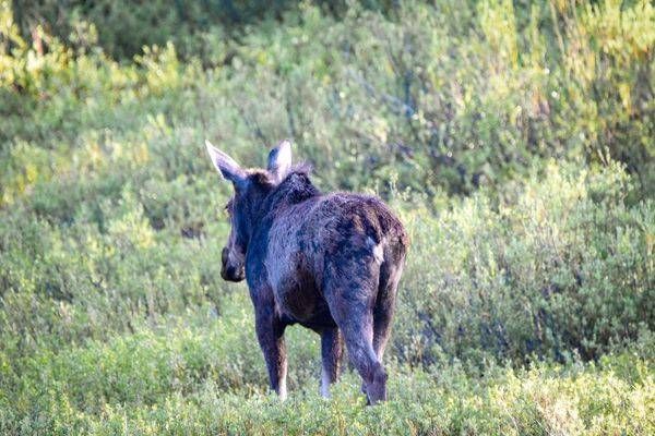 Yellowstone2 15 Photography Art | Photos By Regan