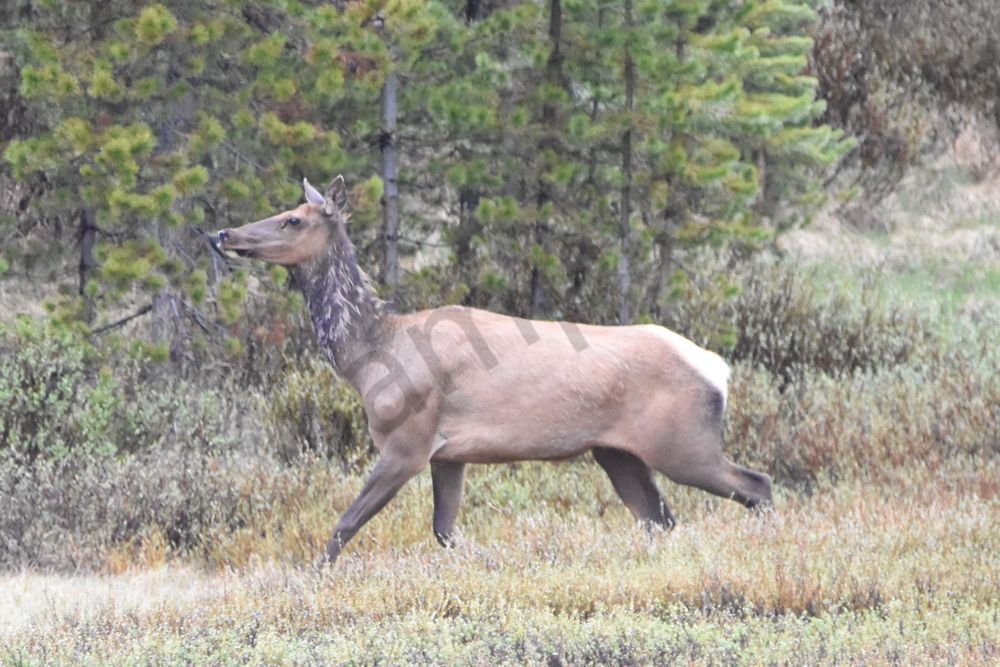Yellowstone3 20 Photography Art | Photos By Regan