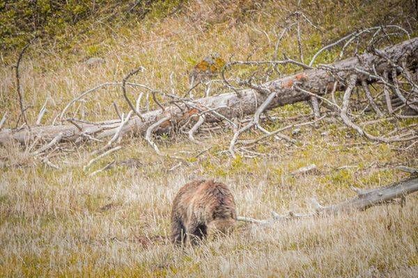 Yellowstone3 47 Photography Art | Photos By Regan
