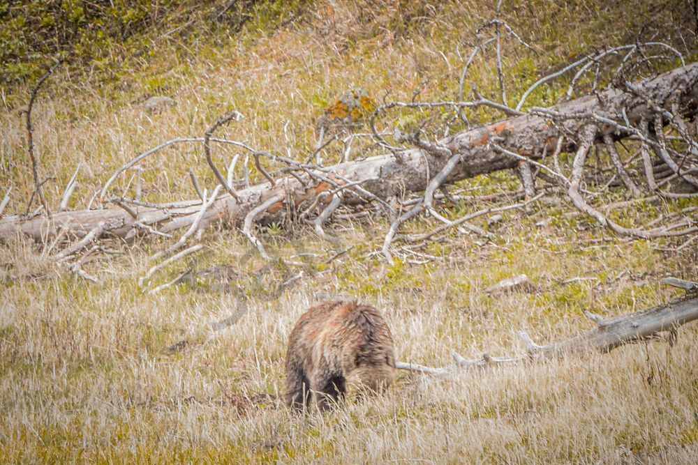 Yellowstone3 47 Photography Art | Photos By Regan