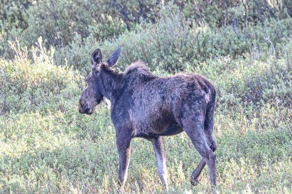 Yellowstone2 5 Photography Art | Photos By Regan