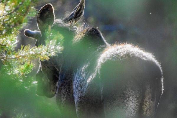 Yellowstone2 22 Photography Art | Photos By Regan