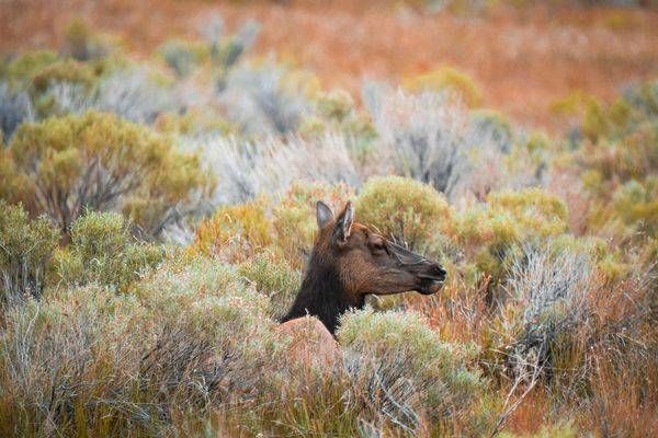 Yellowstone3 74 Photography Art | Photos By Regan