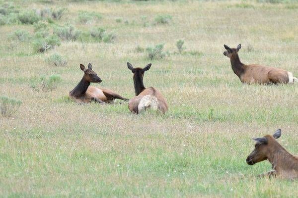 Yellowstone3 70 Photography Art | Photos By Regan