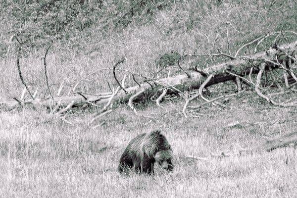 Yellowstone3 51 Photography Art | Photos By Regan