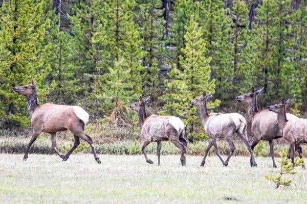 Yellowstone3 26 Photography Art | Photos By Regan