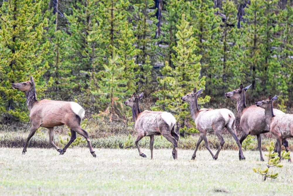 Yellowstone3 26 Photography Art | Photos By Regan