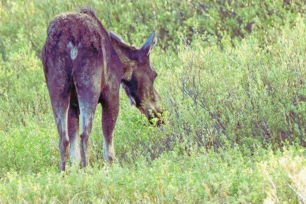 Yellowstone2 12 Photography Art | Photos By Regan