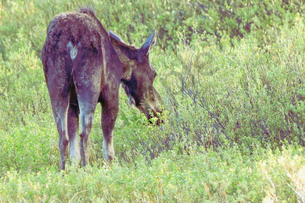 Yellowstone2 12 Photography Art | Photos By Regan