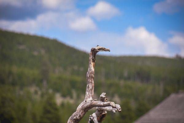 Yellowstone4 37 Photography Art | Photos By Regan
