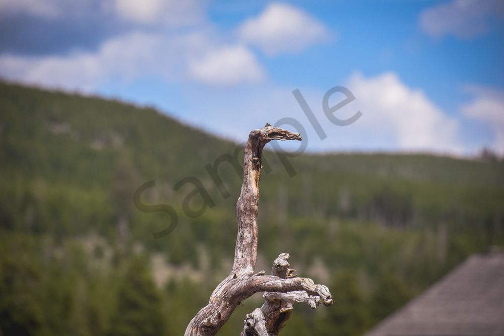 Yellowstone4 37 Photography Art | Photos By Regan