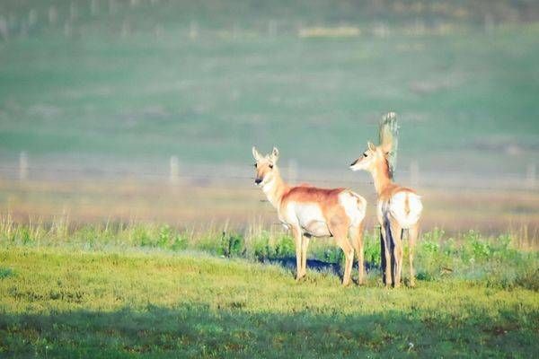Yellowstone2 53 Photography Art | Photos By Regan