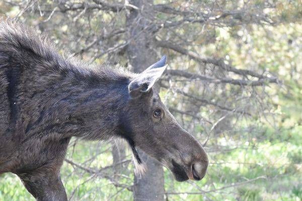 Yellowstone4 88 Photography Art | Photos By Regan