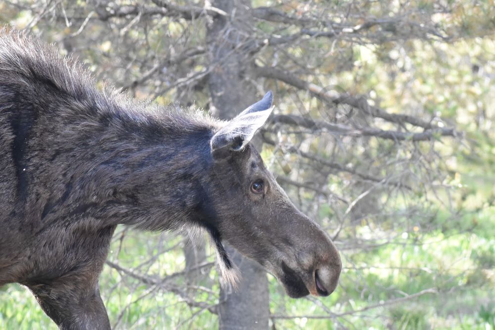 Yellowstone4 88 Photography Art | Photos By Regan
