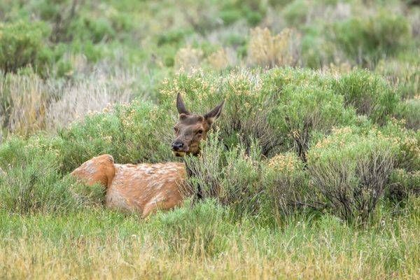 Yellowstone3 73 Photography Art | Photos By Regan