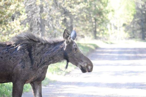 Yellowstone4 82 Photography Art | Photos By Regan