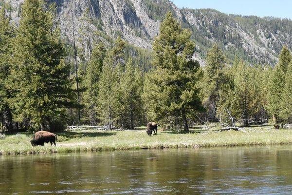 Yellowstone1 42 Photography Art | Photos By Regan
