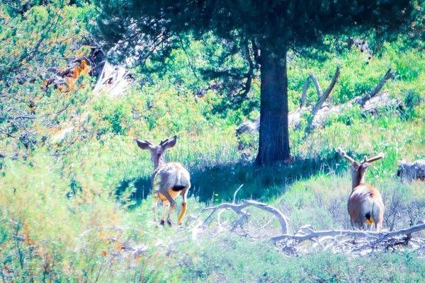 Yellowstone5 15 Photography Art | Photos By Regan
