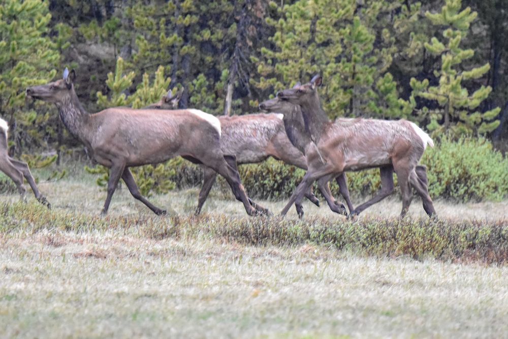 Yellowstone3 9 Photography Art | Photos By Regan