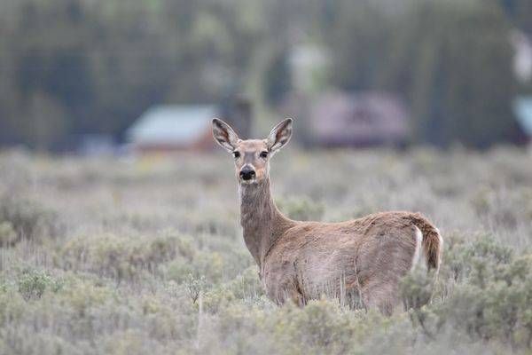 Yellowstone3 115 Photography Art | Photos By Regan