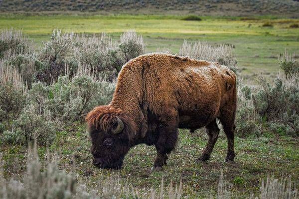 Yellowstone3 36 Photography Art | Photos By Regan