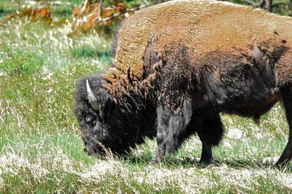 Yellowstone1 46 Photography Art | Photos By Regan