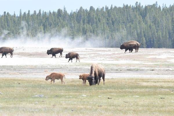 Yellowstone4 15 Photography Art | Photos By Regan
