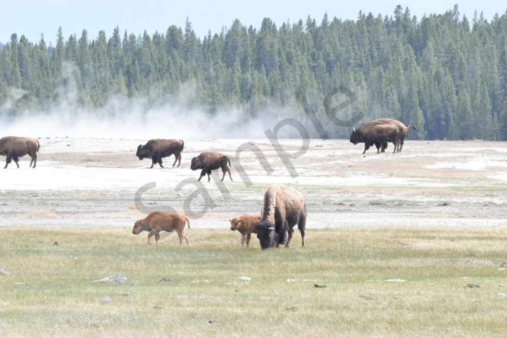 Yellowstone4 15 Photography Art | Photos By Regan
