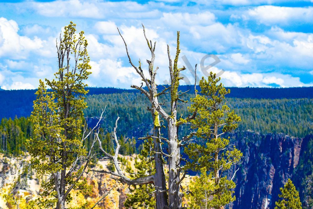 Yellowstone1 20 Photography Art | Photos By Regan