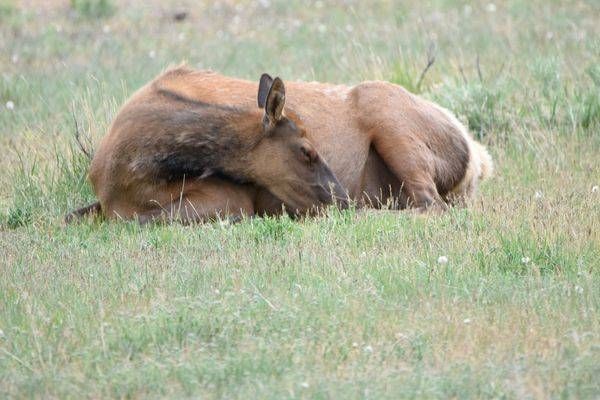 Yellowstone3 83 Photography Art | Photos By Regan