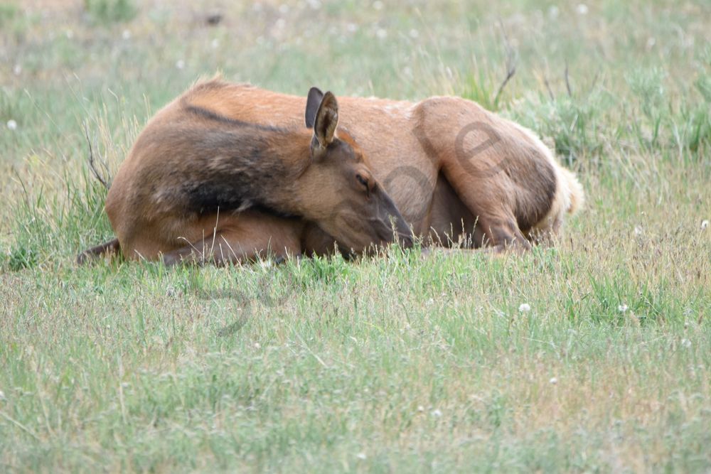 Yellowstone3 83 Photography Art | Photos By Regan