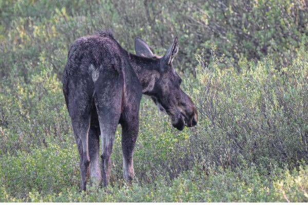 Yellowstone2 14 Photography Art | Photos By Regan