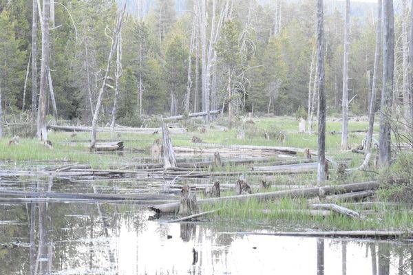 Yellowstone4 209 Photography Art | Photos By Regan