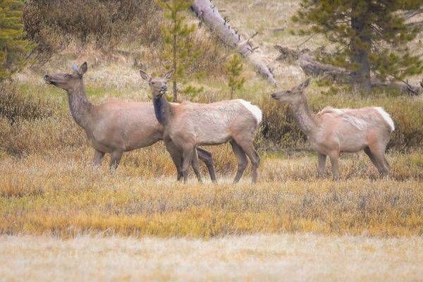 Yellowstone3 16 Photography Art | Photos By Regan
