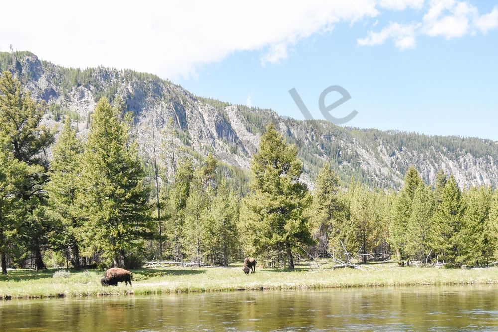 Yellowstone1 41 Photography Art | Photos By Regan